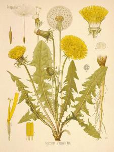 From botanical.com. A proper dandelion has only one flower per stalk, with all the leaves at the base of the stalk.